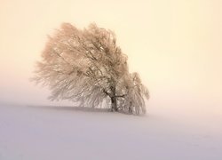 Śnieg, Drzewo, Mgła, Wzgórze