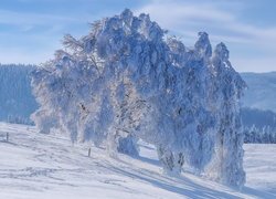 Zima, Wzgórza, Ośnieżone, Drzewo