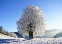 Ośnieżone drzewo na zimowym wzgórzu w porannym słońcu