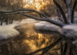 Ośnieżone drzewo pochylone nad rzeką