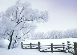 Ośnieżone drzewo przy ogrodzeniu