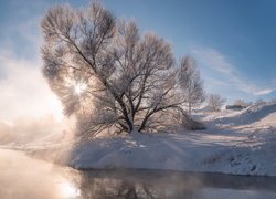 Ośnieżone drzewo we mgle nad rzeką