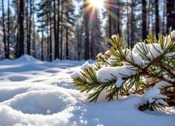 Ośnieżone gałązki na śniegu w słonecznym blasku