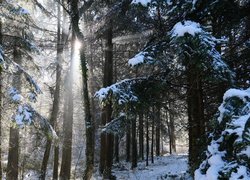 Las, Drzewa, Droga, Zima, Śnieg, Przebijające światło