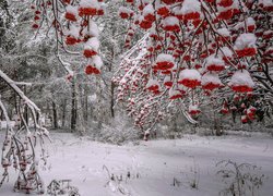 Drzewa, Jarzębina, Zima, Śnieg