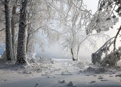 Śnieg, Ośnieżone, Drzewa, Gałęzie, Zima