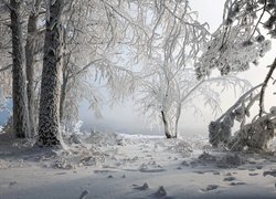 Ośnieżone gałęzie krzewów i drzew