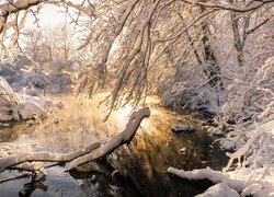 Ośnieżone gałęzie nad wodą w słonecznym blasku