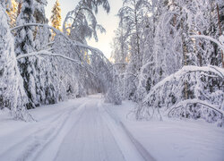Ośnieżone gałęzie pochylone nad zaśnieżoną drogą przez las