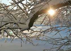Zima, Śnieg, Drzewo, Słońce, Ośnieżone, Gałęzie
