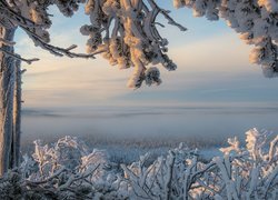 Zima, Śnieg, Drzewa, Ośnieżone, Gałęzie