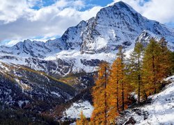 Zima, Góry, Śnieg, Żółte, Drzewa, Modrzewie, Park przyrody Alpe Veglia i Alpe Devero, Włochy