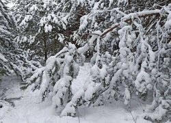 Ośnieżone i pochylone gałęzie