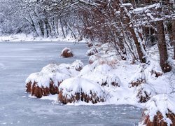 Ośnieżone kępki traw i drzewa nad zamarznietym stawem