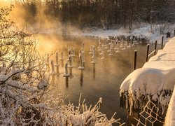 Ośnieżone kołki w rzece w zimowy dzień