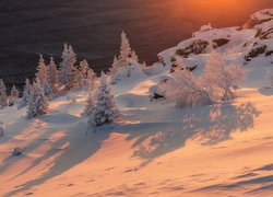 Zimą, Drzewa, Śnieg, Blask słońca