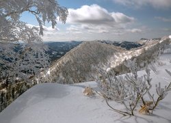 Ośnieżone krzewy i drzewa w górach