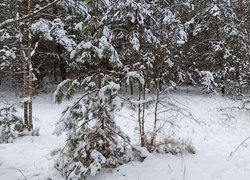 Ośnieżone krzewy i drzewa w lesie