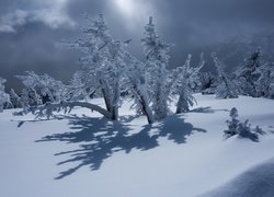 Zima, Śnieg, Ośnieżone, Drzewa, Krzewy