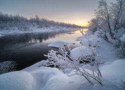 Ośnieżone krzewy nad rzeką na Półwyspie Kolskim