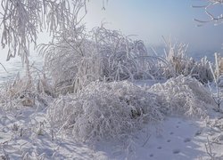 Zima, Rzeka, Krzewy, Ośnieżone, Gałęzie