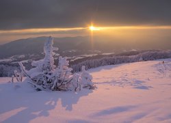 Ośnieżone krzewy o poranku