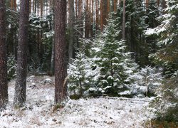 Zima, Śnieg, Las, Ośnieżone, Drzewa, Pnie