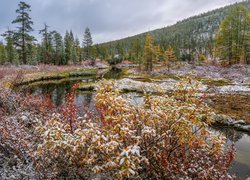 Ośnieżone rośliny nad małą rzeką