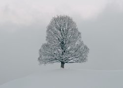 Ośnieżone samotne drzewo na wzgórzu