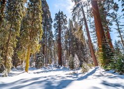 Ośnieżone sekwoje w Parku Narodowym Kings Canyon