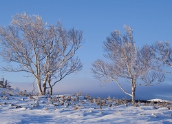 Zima, Drzewa, Rośliny, Śnieg