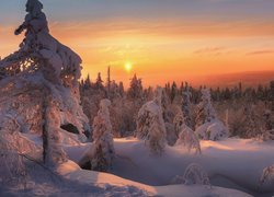 Zima, Śnieg, Drzewa, Świerki, Zachód słońca