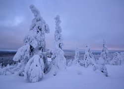 Ośnieżone świerki na szczycie góry