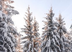 Ośnieżone świerki na tle bezchmurnego nieba