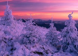 Ośnieżone świerki na tle gór Blue Ridge Mountain