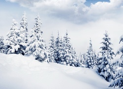 Wzgórze, Drzewa, Śnieg