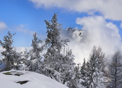 Zima, Śnieg, Góry, Świerki