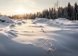 Ośnieżone świerki w słońcu