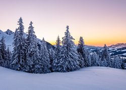 Ośnieżone świerki w zaspach na tle gór