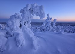 Ośnieżone świerki w zaspach śnieżnych