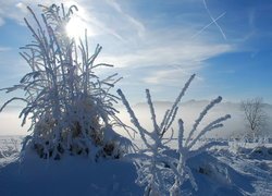 Ośnieżone trawy i krzewy