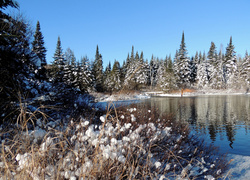 Ośnieżone trawy i świerki nad rzeką