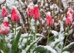 Różowe, Tulipany, Pąki, Śnieg