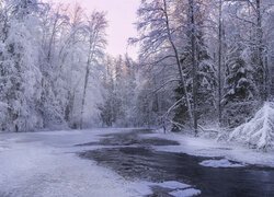 Zima, Las, Ośnieżone, Wysokie, Drzewa, Rzeka