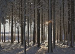 Ośnieżone wysokie drzewa w słonecznym blasku