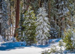 Zima, Las, Ośnieżone, Drzewa, Sekwoje, General Grant Grove, Park Narodowy King Canyon, Kalifornia, Stany Zjednoczone