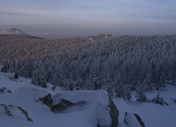 Ośnieżony las i góry