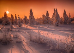 Zima, Śnieg, Zachód słońca, Świerki