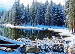 Jezioro, Śnieg, Drzewa, Las, Góry, Kłody, Zima, Tioga Lake, Park Narodowy Yosemite, Kalifornia, Stany Zjednoczone
