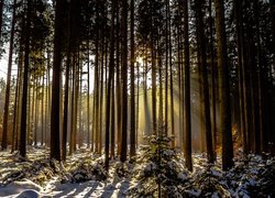 Ośnieżony las w blasku słońca